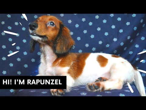 Video: Cara Membuat Obat Eyewash Anjing