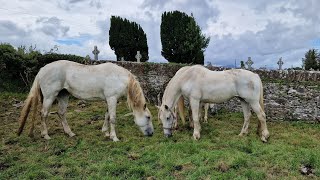 Puck Fair Horse Fair. Killorglin, Co Kerry. 10 August. 2023.