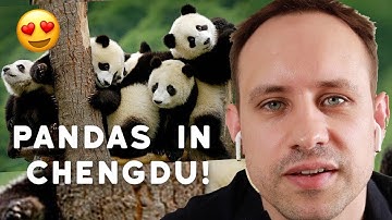 Giant Pandas and Chengdu!