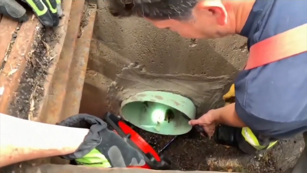 newspaper mockup Firefighter uses YouTube duck calls to rescue ducklings
