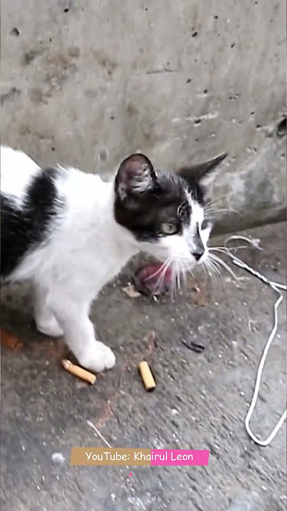 KASIHAN SEKALI KUCING DI MEKAH BANYAK YANG TIDAK TERURUS #mekah #kucing #cat #straycat #kucingmekah