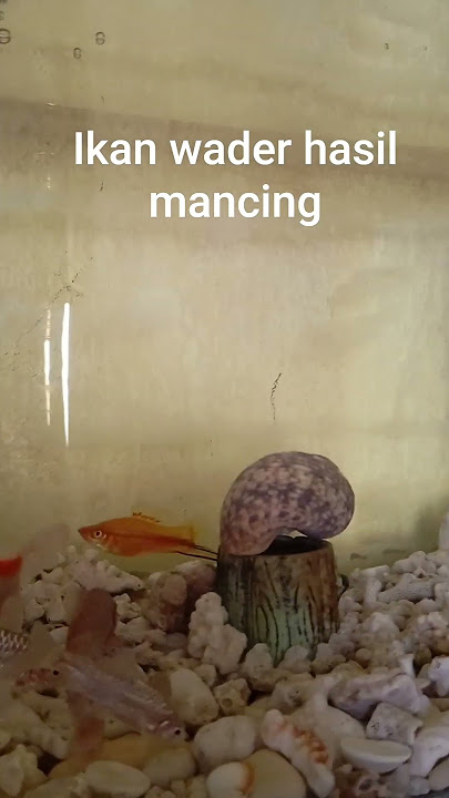 ikan wader hasil mancing