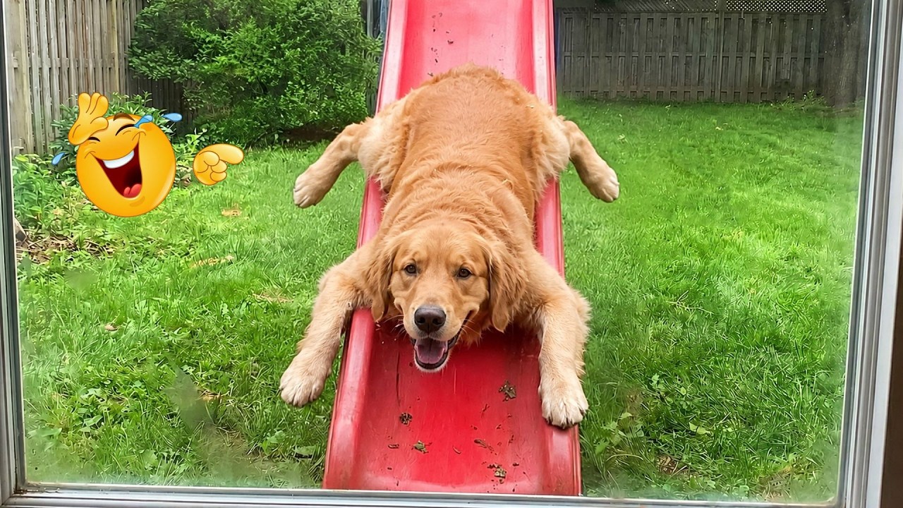 You Can’t Stop Laughing At These Dogs 🤣 FUNNIEST DOGS Video 2026 - YouTube