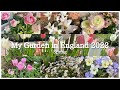 #3 イギリスで庭づくり３ | 春の庭紹介 | チューリップのリレー咲き | My Garden in England Spring 2022