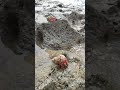 Hermit Crab On The Beach || Beach Life