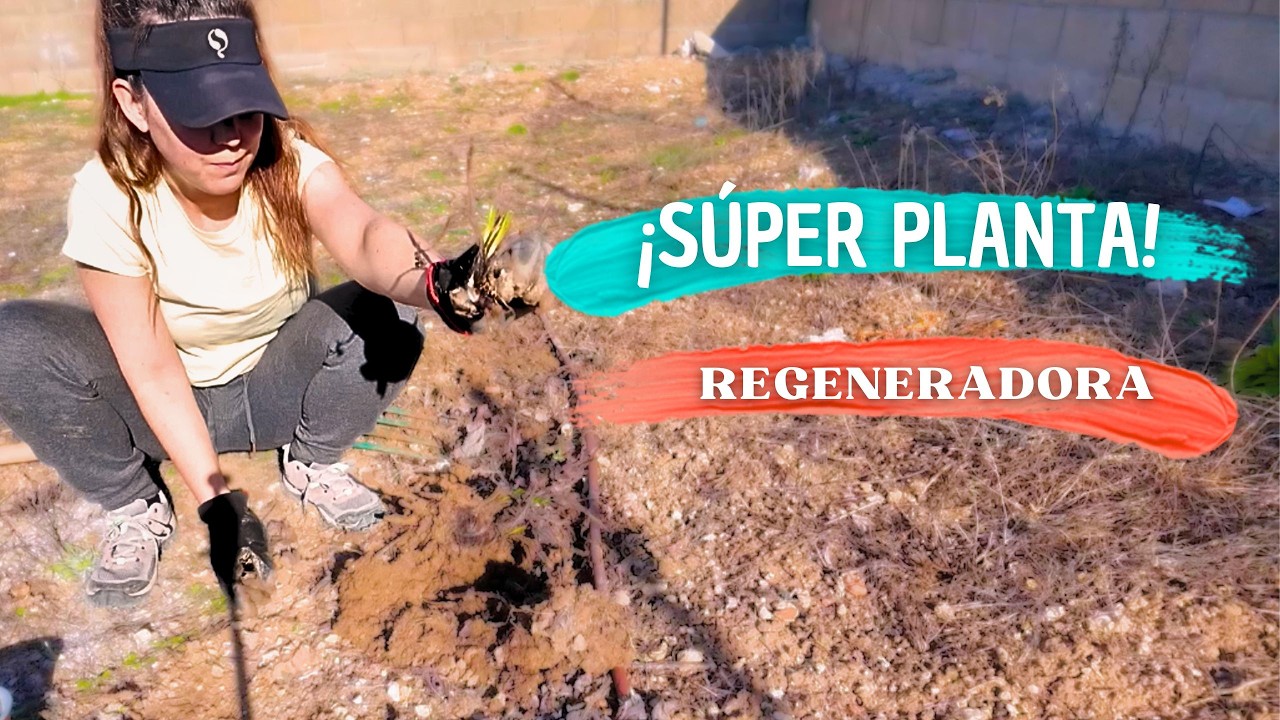 Consuelda rusa propiedades y como dividir