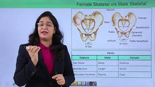 Class10th – Male skeleton v/s. Female skeleton | Locomotion and Movement | Tutorials Point