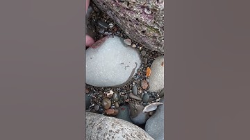 Large fossil found at sunset #fossil #nature #hidden #aotearoa