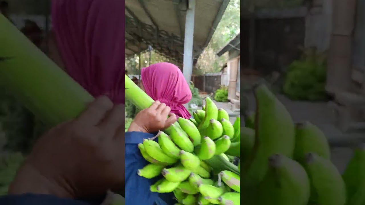 Hiling Hiling ke pasar pisang juwangi Cukup Mahal Harganya pisang Gaes. 26-8-2023.