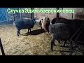 Отделили Эдильбаевских овец к барану на случку | Овцеводство