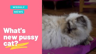 What's new pussy cat?| Weekly mews| Kitty Cafe UK - Cat Rescue and Cat Cafe