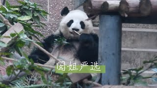 【大熊猫囡囡】囡姐严选，精选每一根梦中情竹