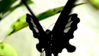 Live action black butterfly. @freemoviechannel9605