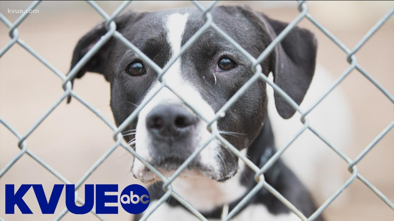 Austin Animal Center waives all adoption fees as it faces a 'space crisis'  | KVUE