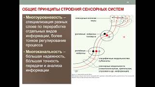 Общая физиология сенсорных систем