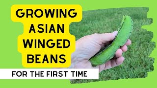 Asian Winged Beans  Growing Them For The First Time  Successes, Mistakes & Winged Bean Recipes