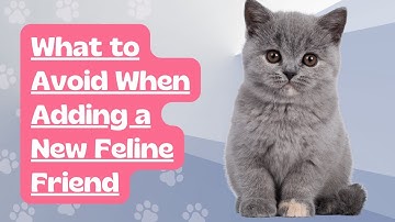 Avoid These Common Mistakes When Introducing a New Cat to Your Home