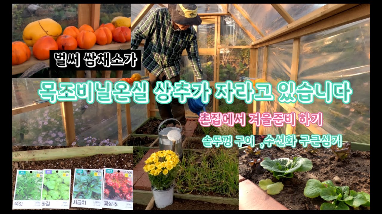 목조온실에서 벌써 쌈채소가 자라고 있습니다 / 촌집에서 겨울준비하기 /온실에 쌈채소심기 / 봄꽃 수선화 구근 심기 /솥뚜껑 구이 /5도2촌  /남사예담촌
