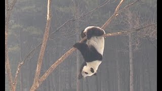 Real-life 'kung fu panda' shows stunning skills