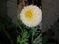 white flowers...💞❣️#trending #like #comment #shere