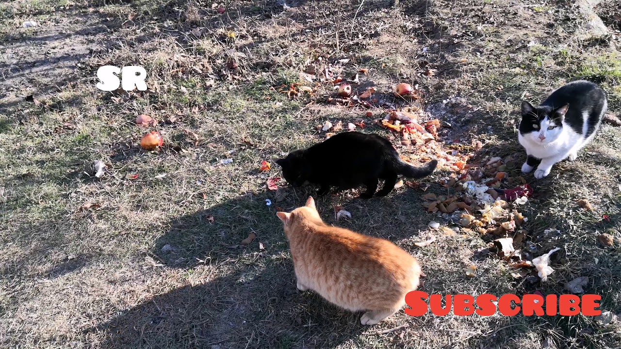 Help cats 