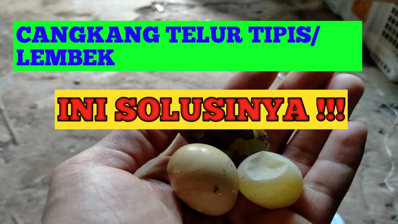 penyebab cangkang telur lembek
