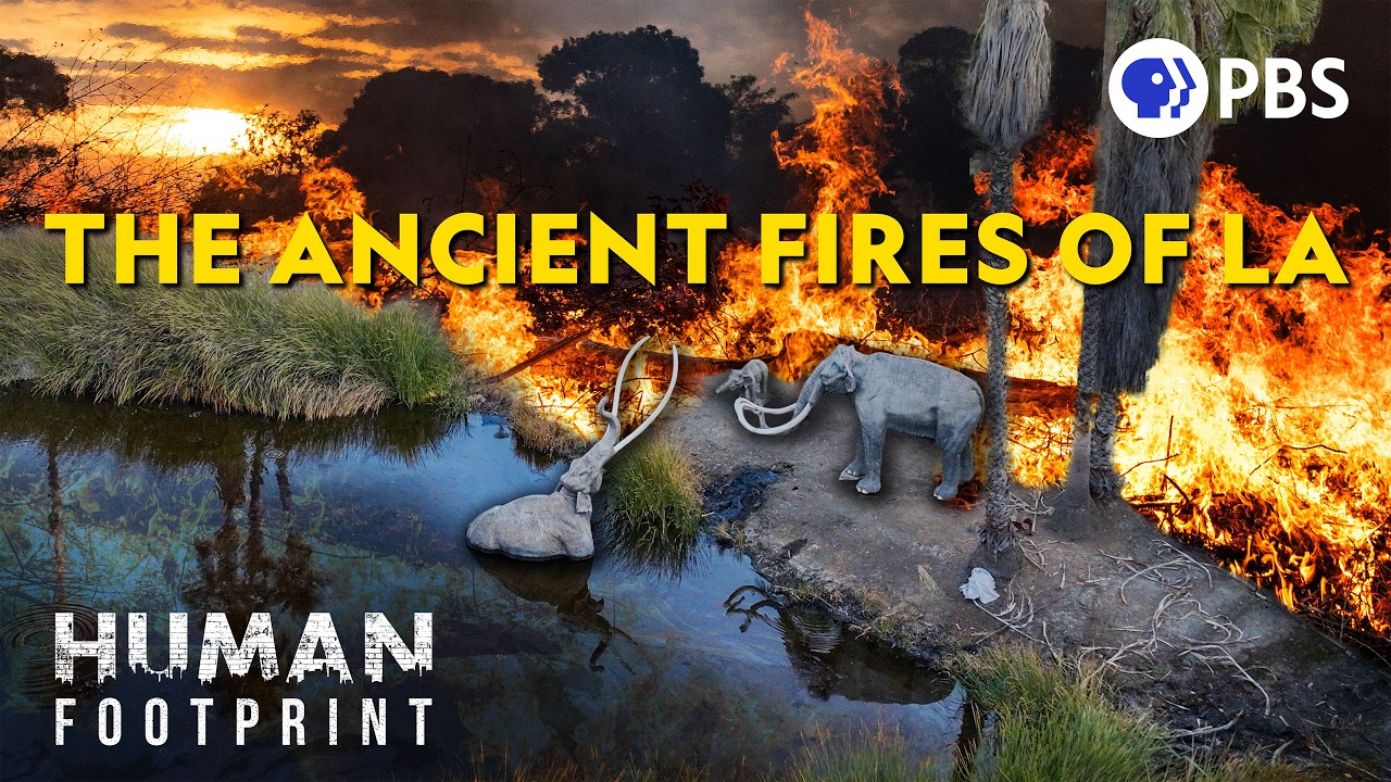 The Mysterious Mass Extinction Hidden in LA