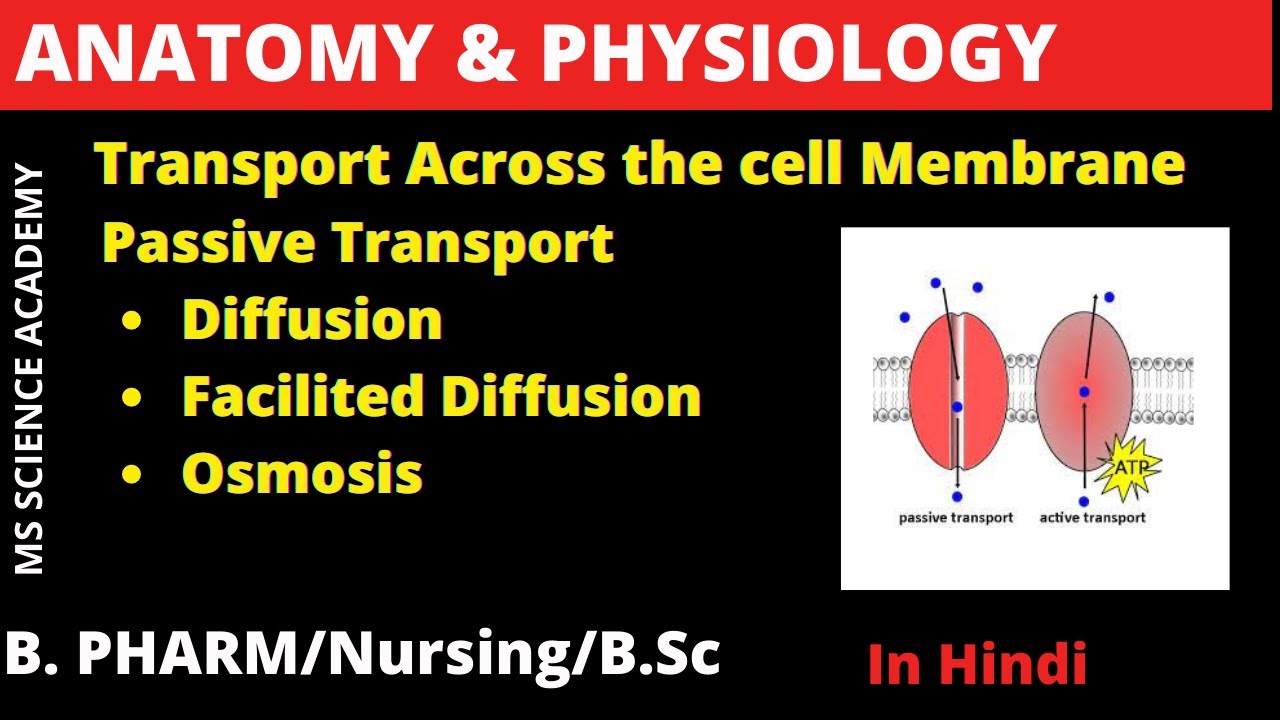 Transport Across the Cell Membrane Passive TransportHindi YouTube