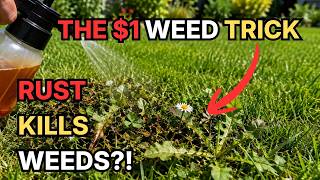 This Cheap Lawn Trick Really Works — But Not the Way You Think