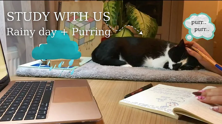 1 HOUR STUDY WITH ME & MY CAT ( rain sounds + cat purring ) with timer