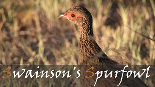 Swainson's Spurfowl Bird Call & Video AKA The Chikwari - African Bird Calls | Stories Of The Kruger