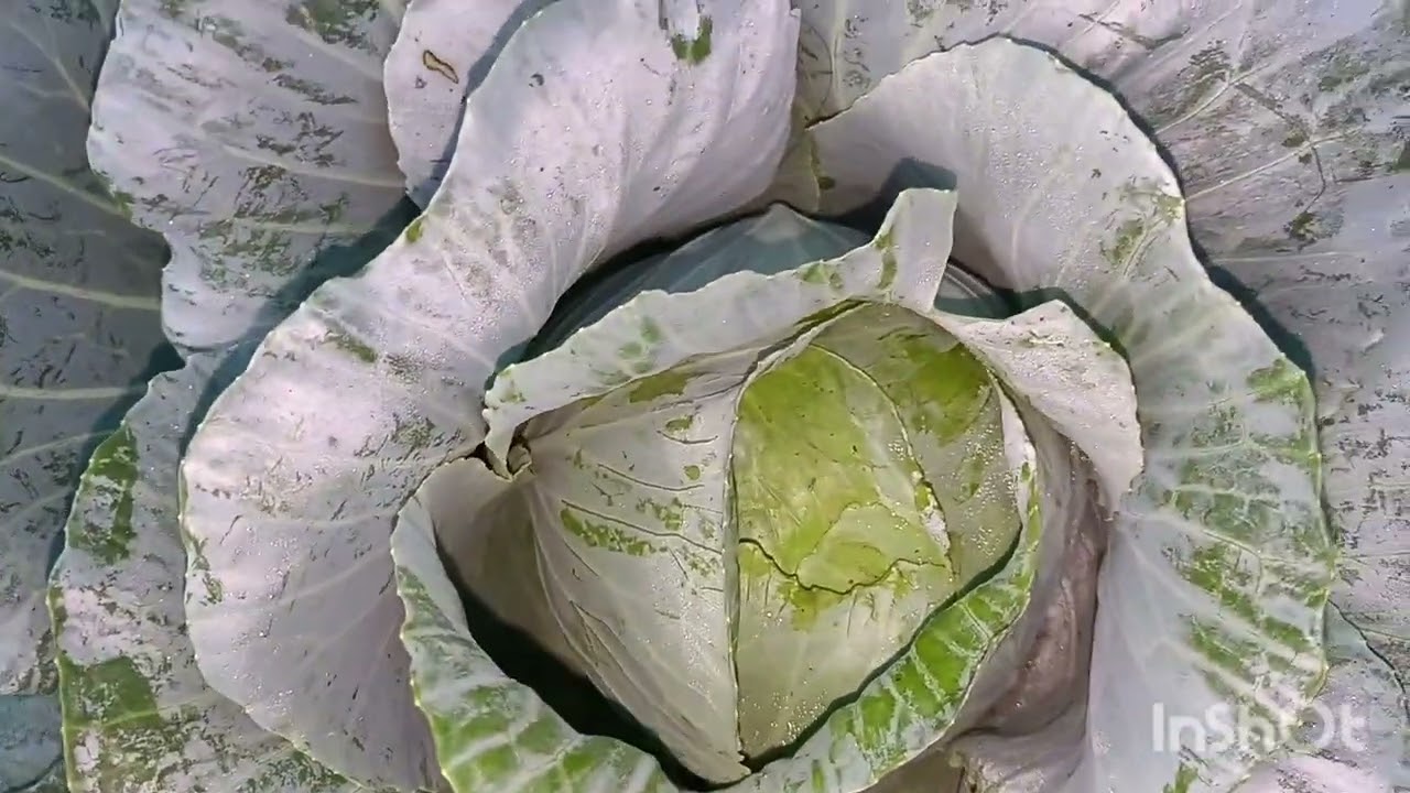 ഈ വീഡിയോ ഇഷ്ടപെട്ടാൽ സപ്പോർട്ട് ചെയ്യണേ 