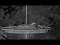 Gecko Tries To Snag A Moth On The Panama Hummingbird Feeder Cam | May 16, 2026