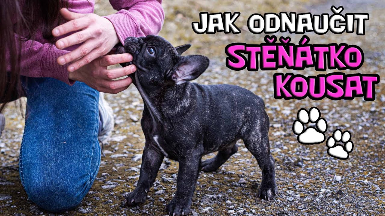 Jak odnaučit štěně kousat?