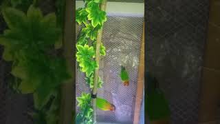 New Parrot Home Setup