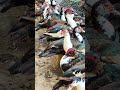 amazing China Duck Farming shorts.#duck