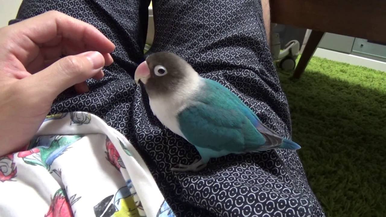 ボタンインコがかわいく甘え出してきた Youtube