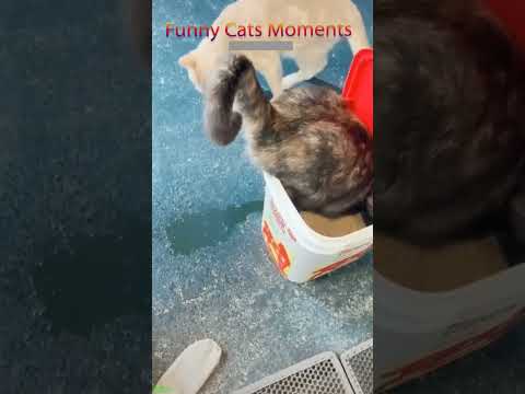 Funny Cats 2025 🐕 Cats Being Cats 😾 #FunnyCats #6965