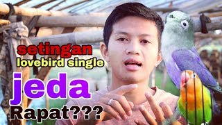 RAWATAN LOVEBIRD SINGLE JEDA RAPAT