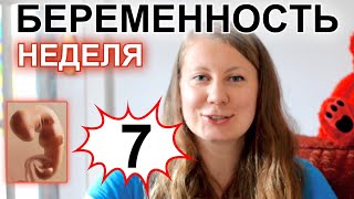 7 НЕДЕЛЬ БЕРЕМЕННОСТИ