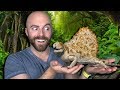 10 Amazing Animals We Thought Were Extinct But Aren't