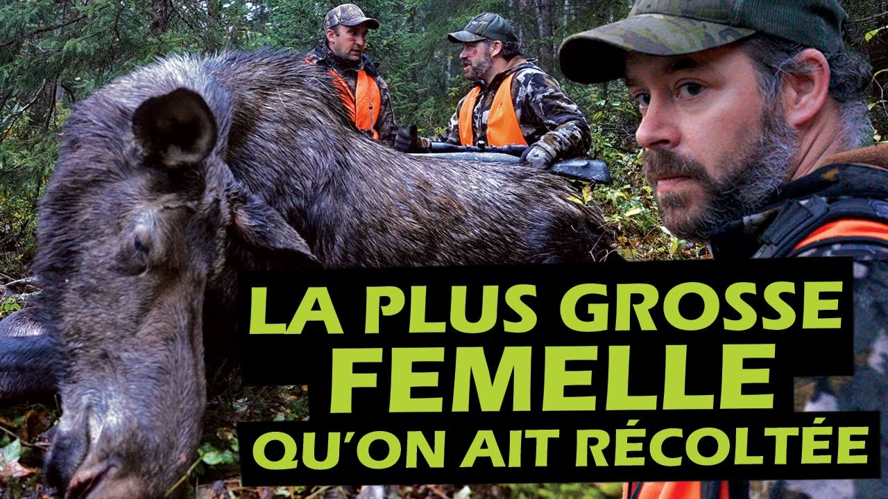 Face à Face avec l'orignal - Pourvoirie Damville | Roadhunt - Saison 5 Épisode 4