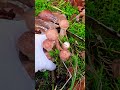 สอนลูกเก็บเห็ดในป่าที่เยอรมัน #เห็ดขอนสน #mushroom #nature #มือใหม่หัดทำยูทูป