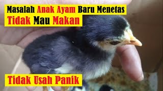 CARA MENAMBAH NAFSU MAKAN AYAM. 