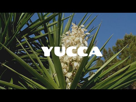 Video: Come Sbarazzarsi di una Pianta di Yucca: 14 Passaggi (con Immagini)