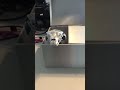 Snake in a Box 1 #robot #3dprinting #diy, arduino