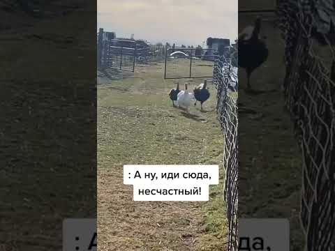 смешной осел дразнится