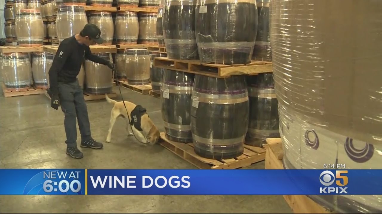 Wine Dogs Sniff Out Contaminated Barrels YouTube