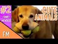 Funny Montage | Cute And Funny Cats, Dogs And Pets! | Amazing Animal Montage #2
