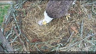 Berry College CAM2~ Parents change & first feeding B12~ 9:04 AM 2019/02/20